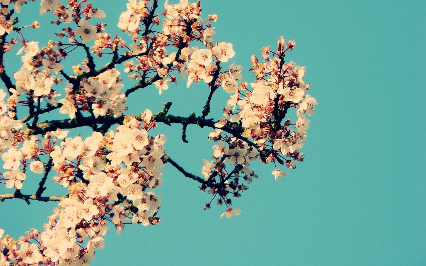 pc 배경 화면 tumblr,꽃,봄,벚꽃,꽃,식물