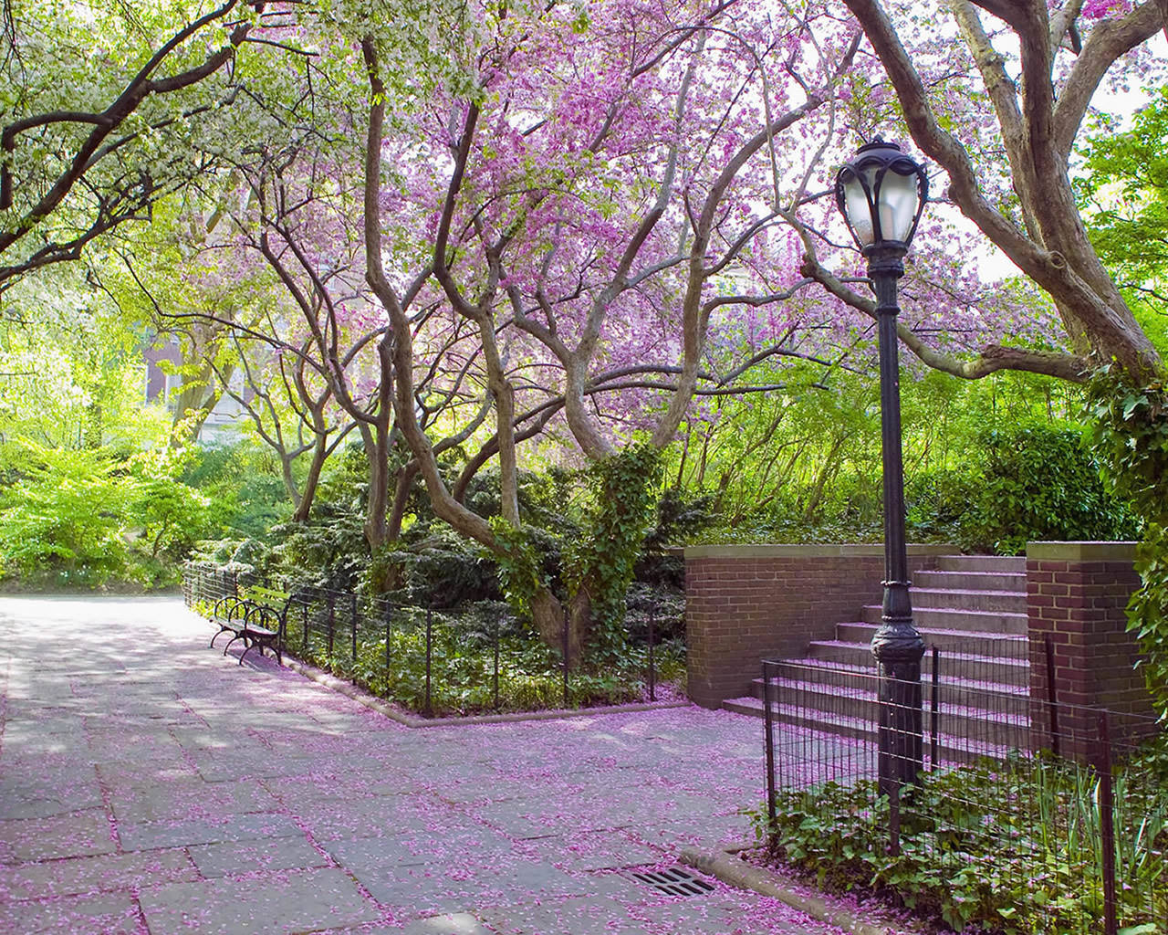 spring scenery wallpaper,tree,nature,natural landscape,purple,spring