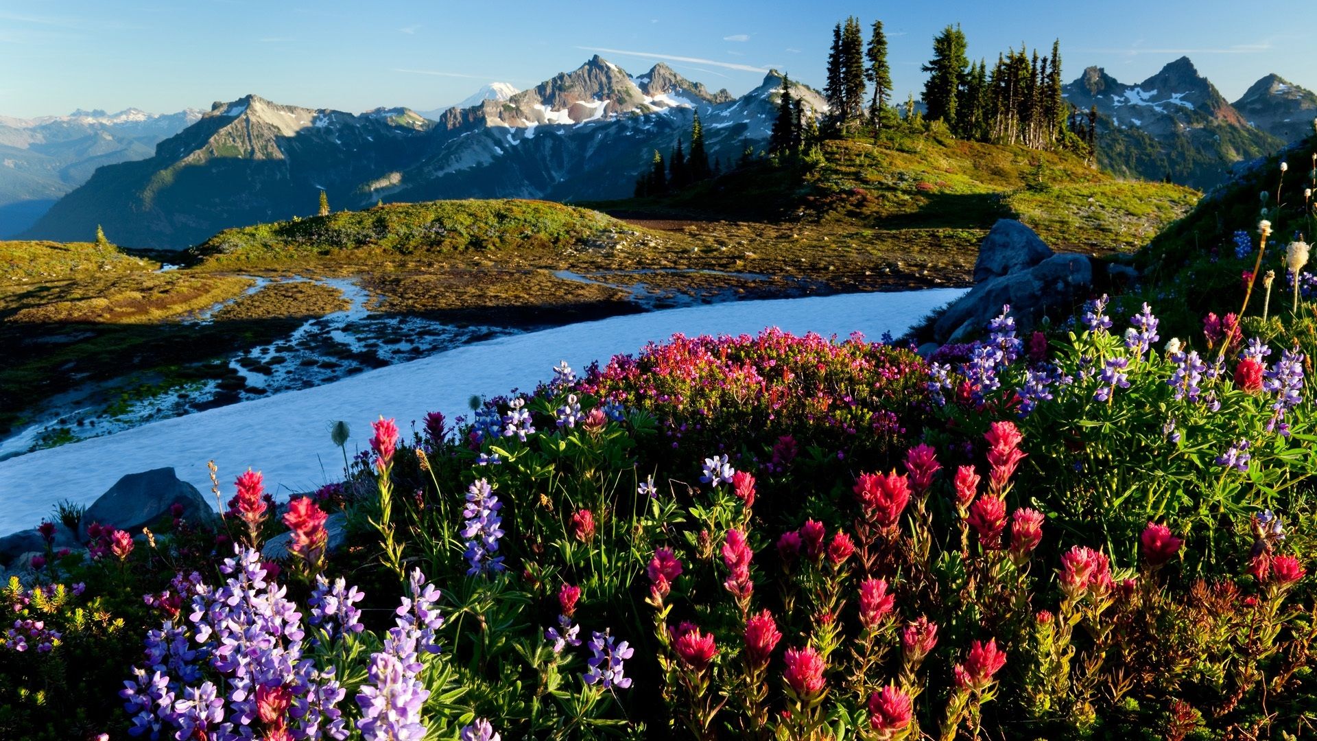 carta da parati scenario di primavera,paesaggio naturale,natura,montagna,fiore,fiore di campo