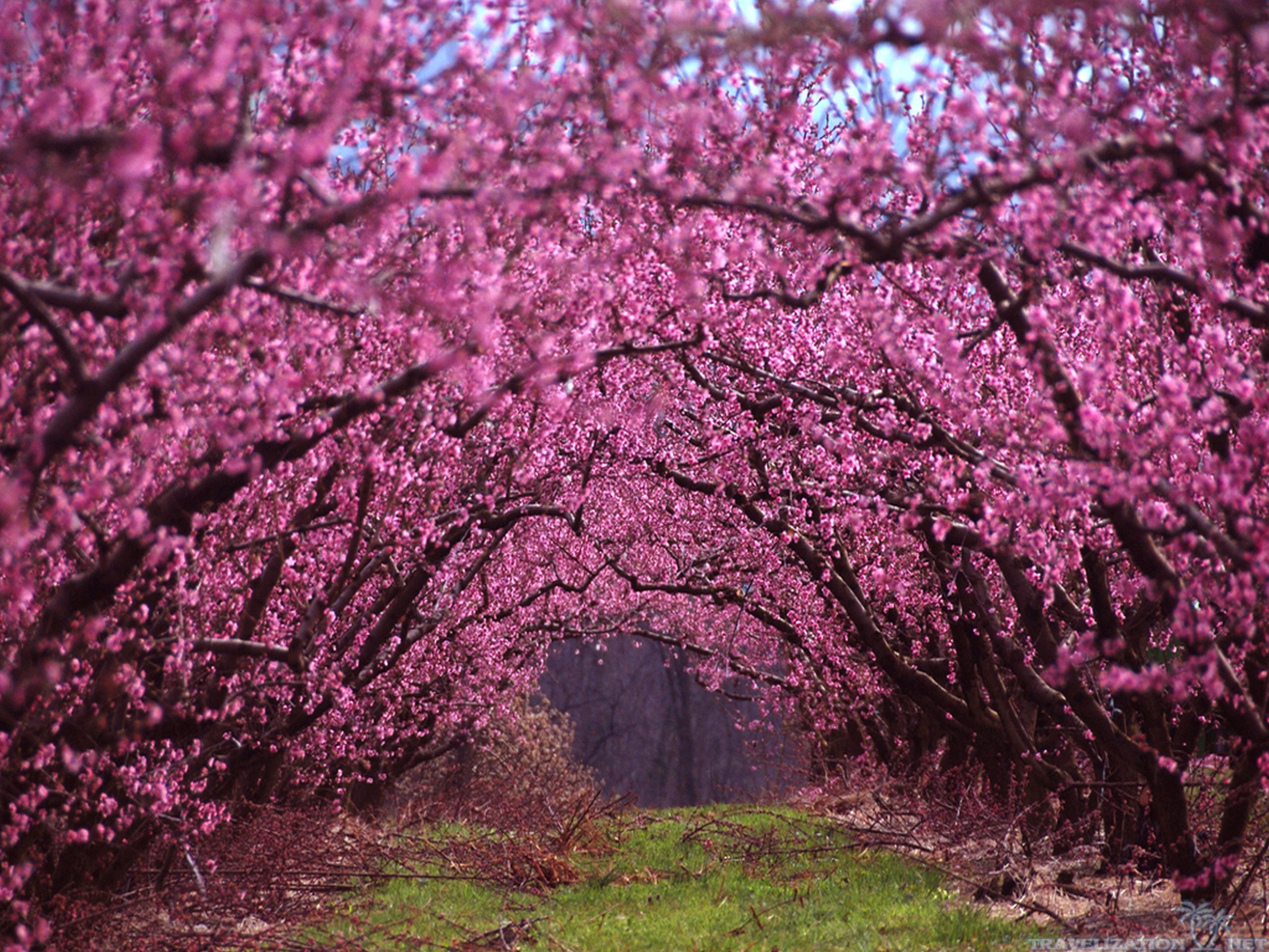 spring scenery wallpaper,tree,blossom,flower,nature,spring
