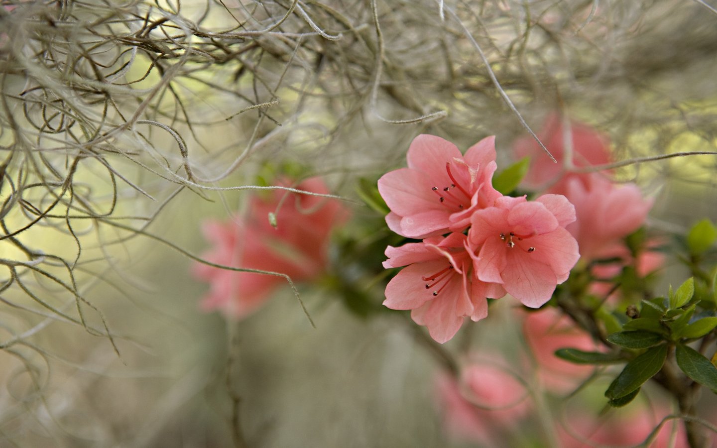 fondos de escritorio de paisaje de primavera,flor,rosado,pétalo,planta,primavera