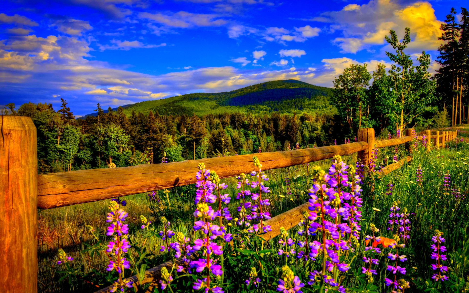 fond d'écran paysage de printemps,la nature,paysage naturel,fleur,prairie,fleurs sauvages