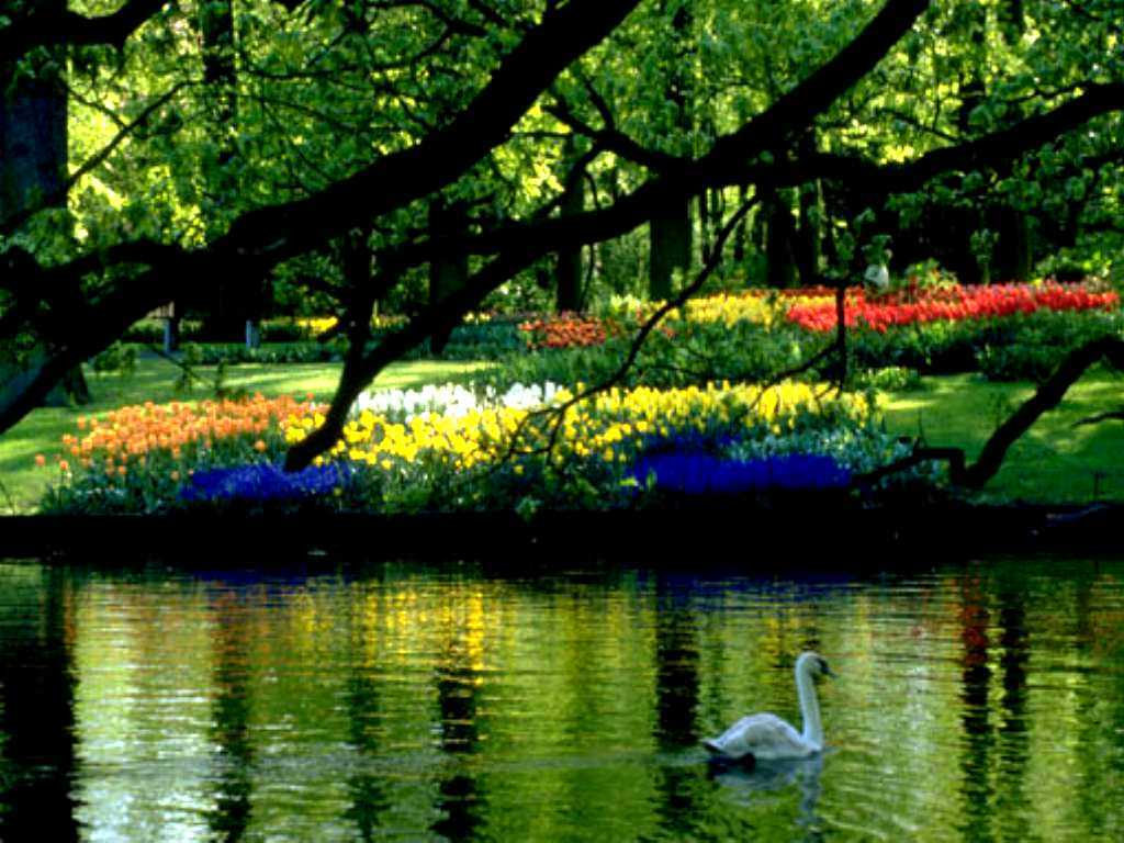 carta da parati scenario di primavera,paesaggio naturale,natura,corpo d'acqua,riflessione,albero