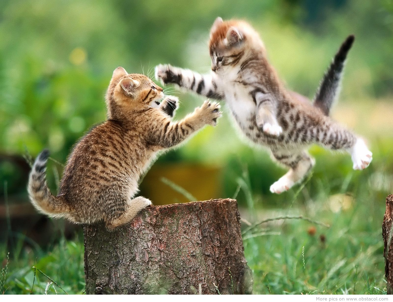 最高の面白い壁紙,ネコ,中型から中型の猫,陸生動物,ネコ科,野良猫