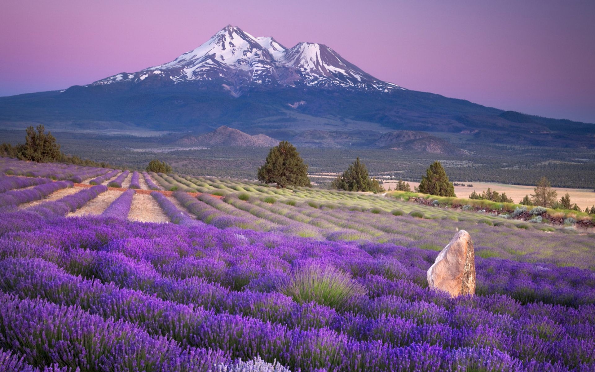 nice scenery wallpaper,lavender,english lavender,natural landscape,lavender,flower