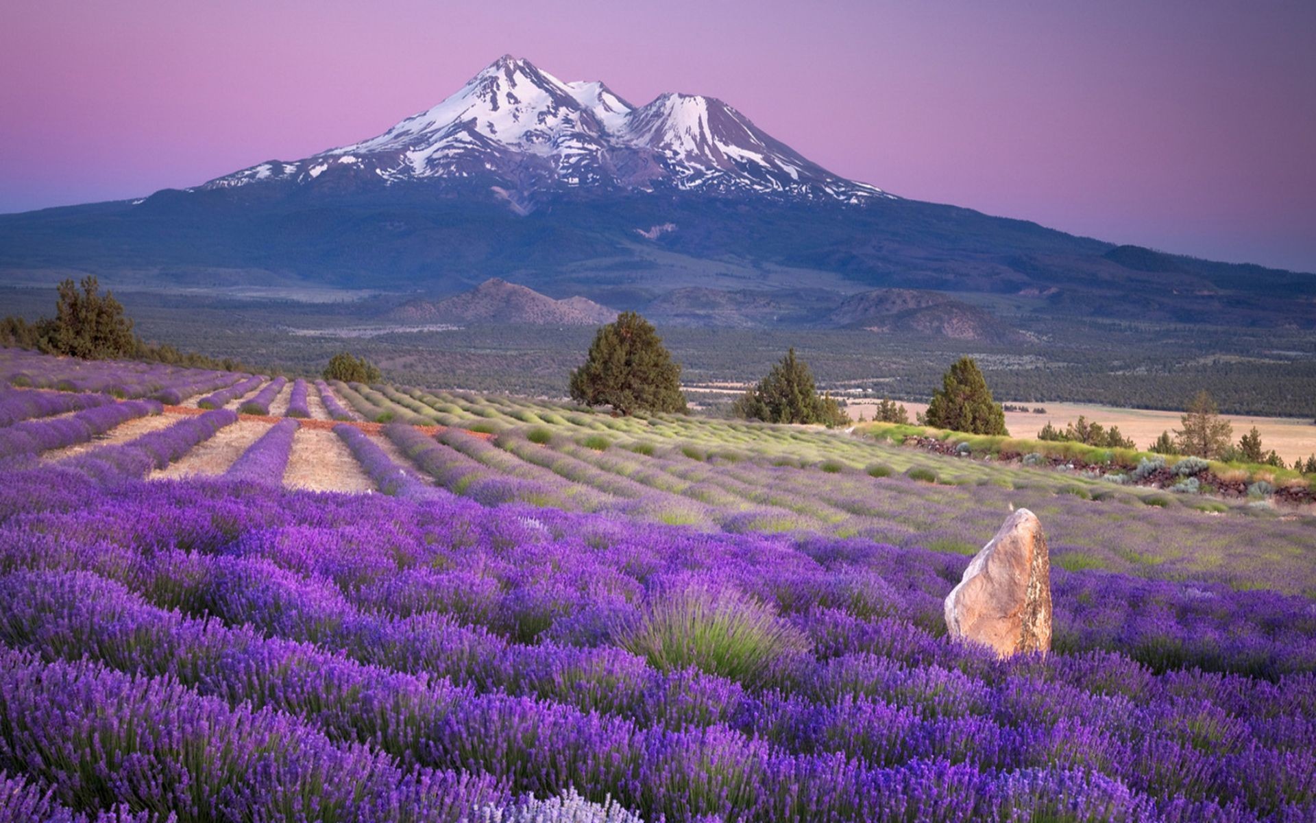 bonito paisaje fondo de pantalla,lavanda,lavanda inglesa,paisaje natural,lavanda,flor