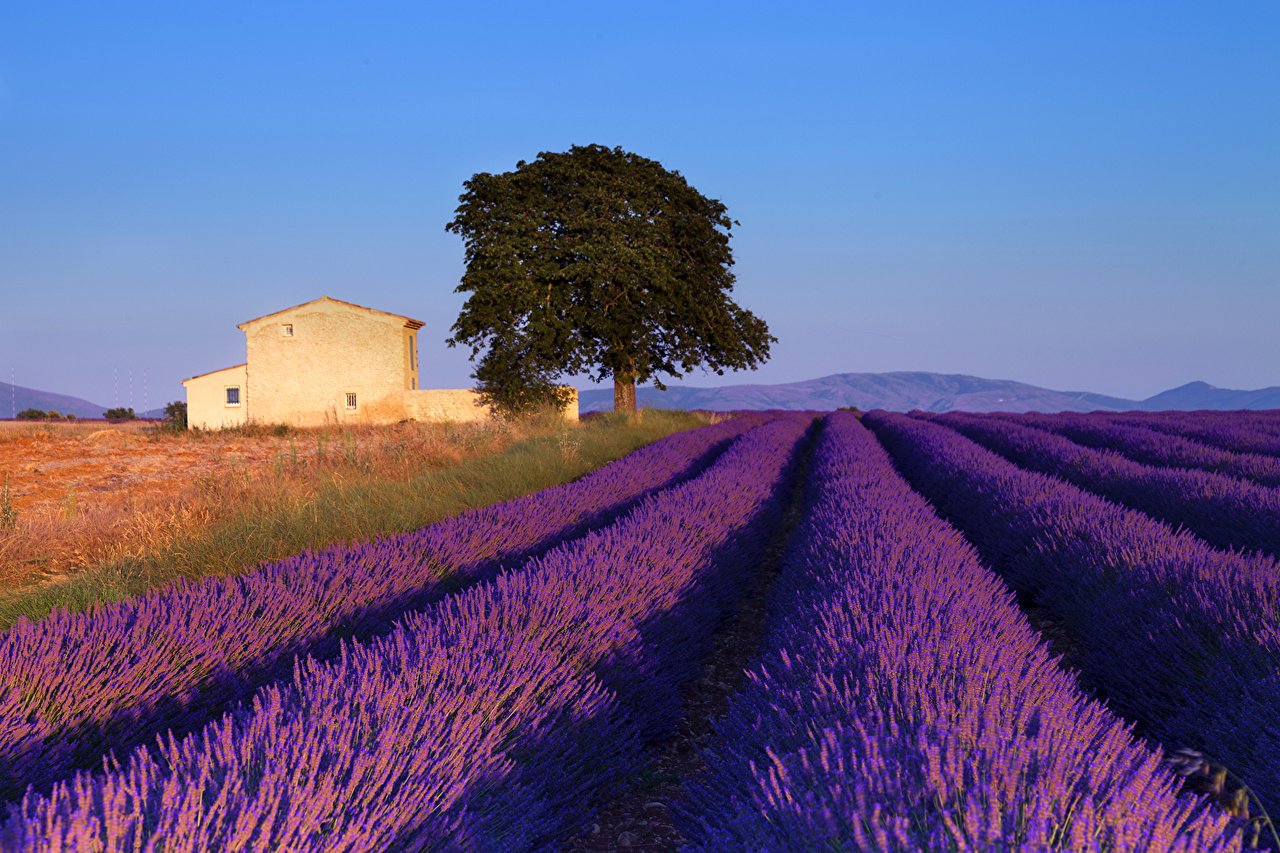 provence wallpaper,lavender,lavender,english lavender,field,natural landscape