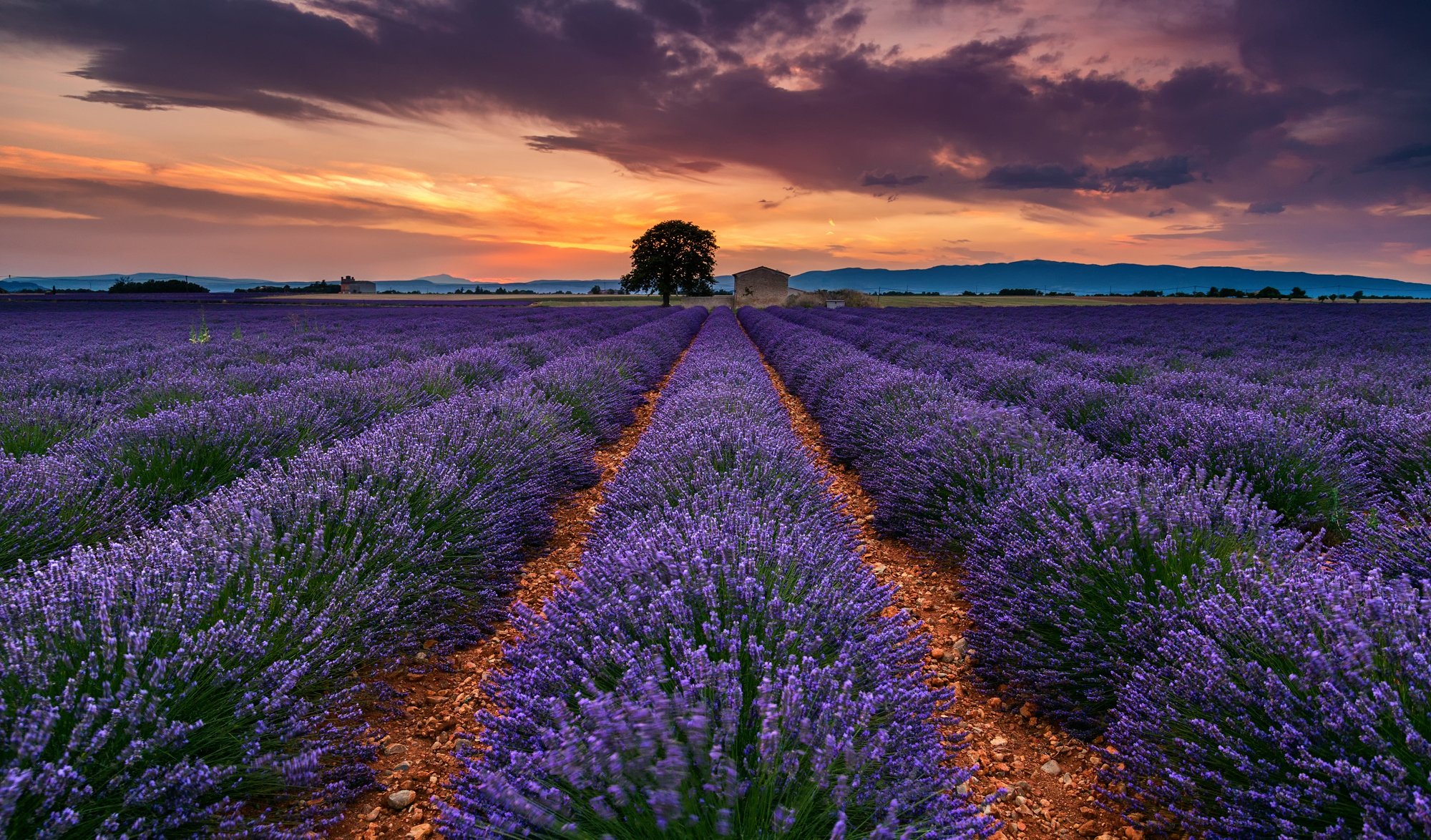 provence wallpaper,lavender,english lavender,sky,purple,flower