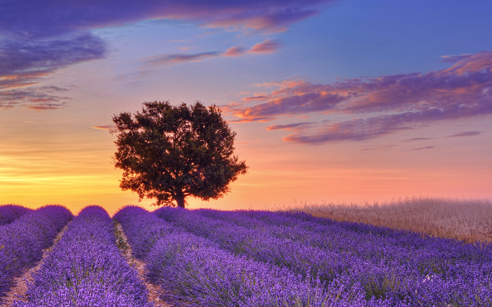 provence wallpaper,lavender,natural landscape,sky,english lavender,nature