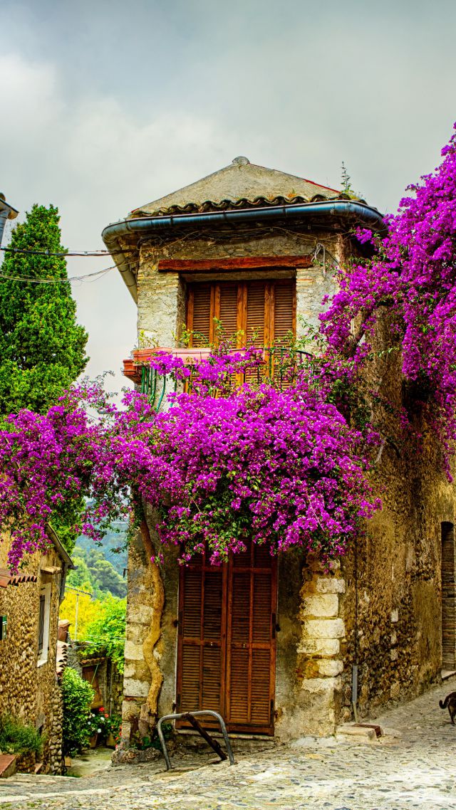 provence wallpaper,bougainvillea,flower,purple,plant,building