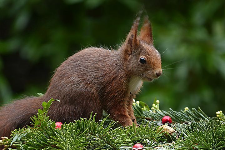 vulgar wallpaper,mammal,vertebrate,squirrel,eurasian red squirrel,whiskers