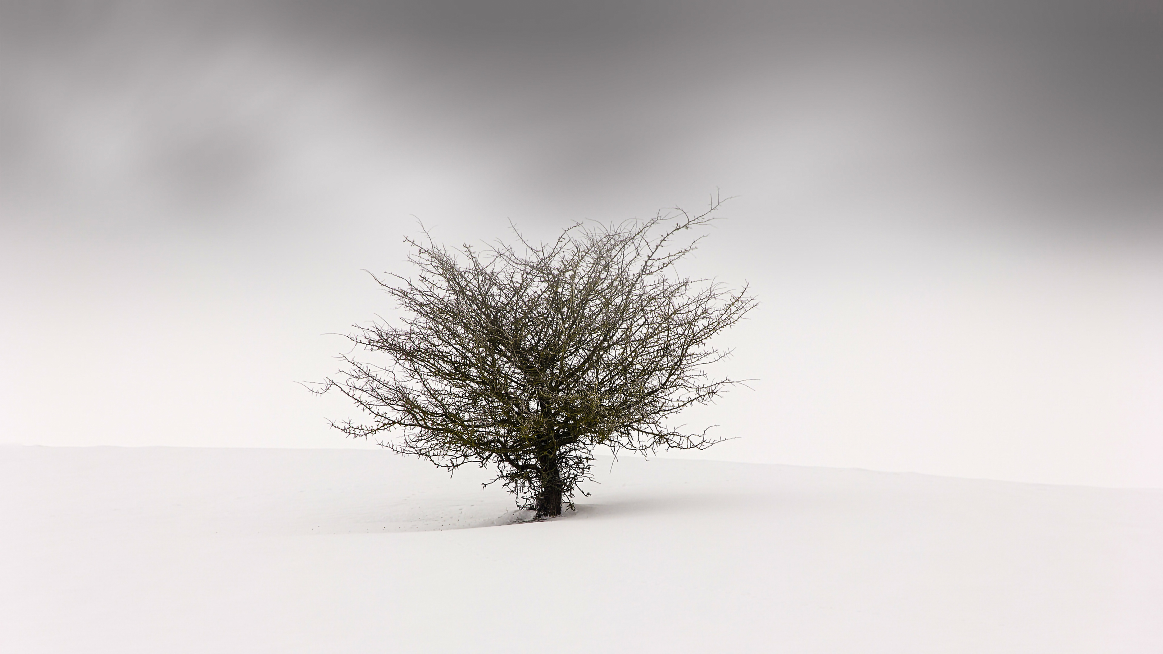 fond d'écran blanc 4k,blanc,arbre,hiver,neige,paysage naturel