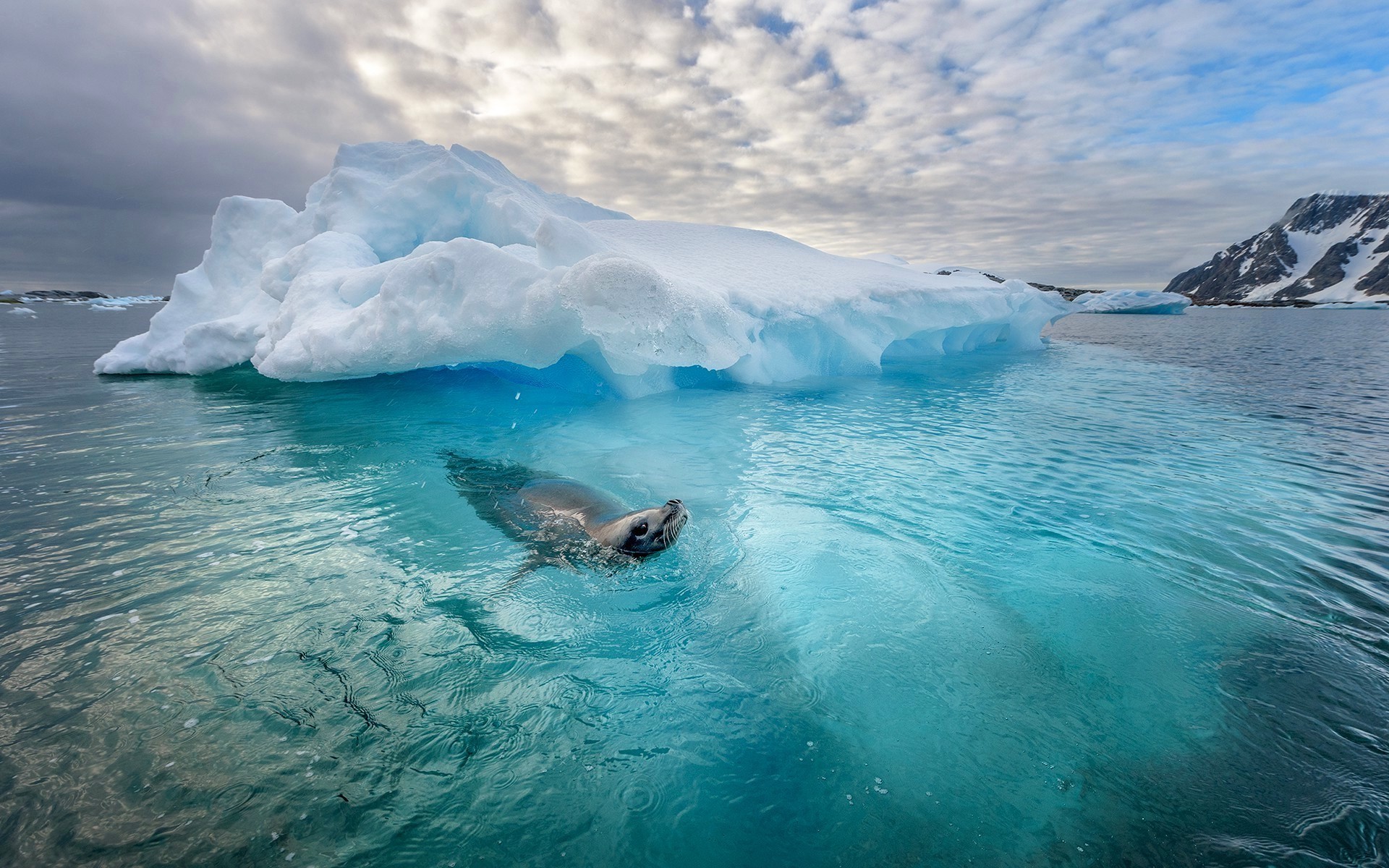 stone island iphone wallpaper,iceberg,ice,sea ice,glacier,ocean