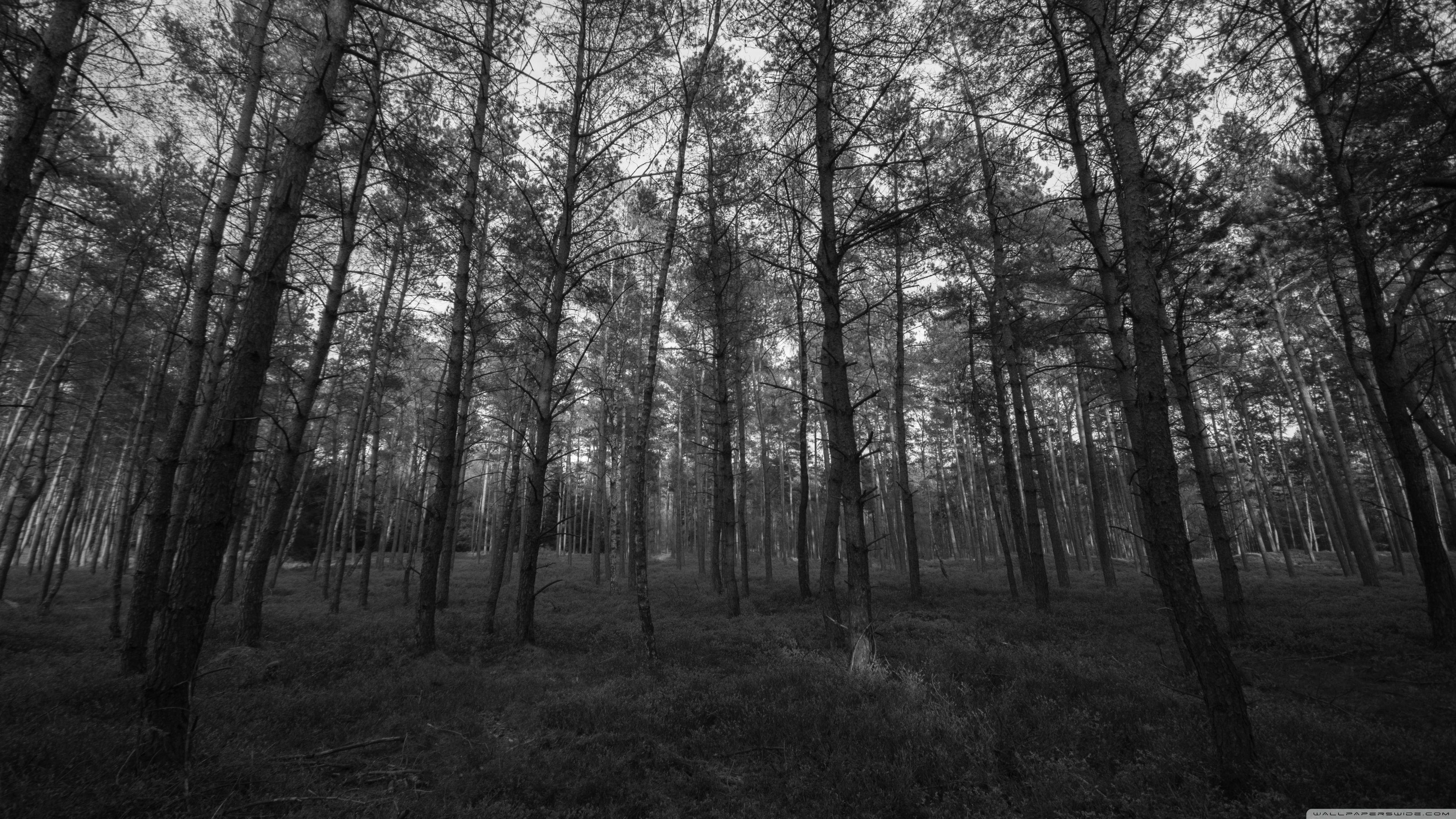 4k carta da parati bianca,albero,foresta,bosco,natura,paesaggio naturale