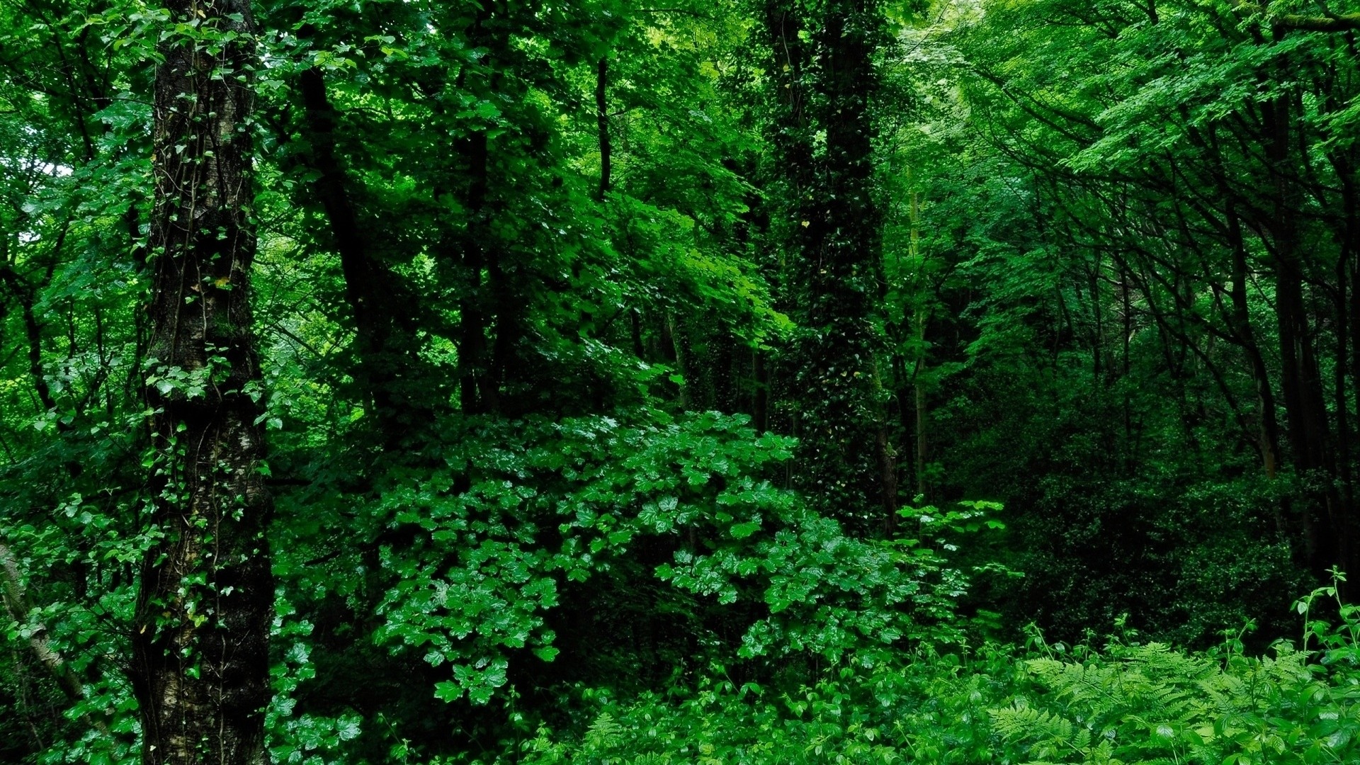 fond d'écran forêt 1920x1080,vert,forêt,la nature,paysage naturel,forêt ancienne