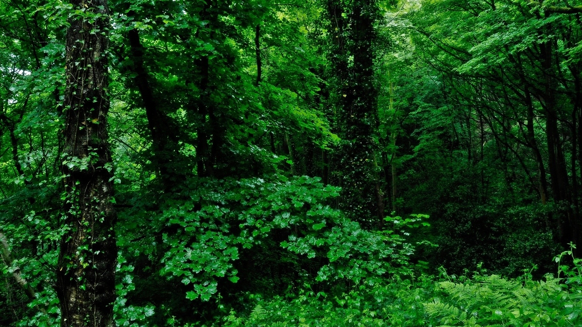 forest wallpaper 1920x1080,green,vegetation,forest,nature,natural landscape