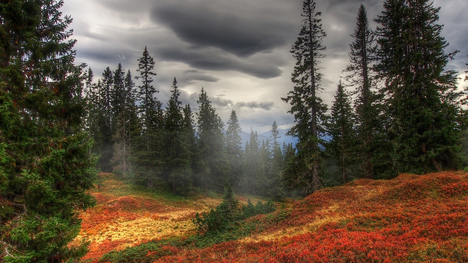 waldtapete 1920x1080,natur,natürliche landschaft,wald,baum,fichtentannenwald