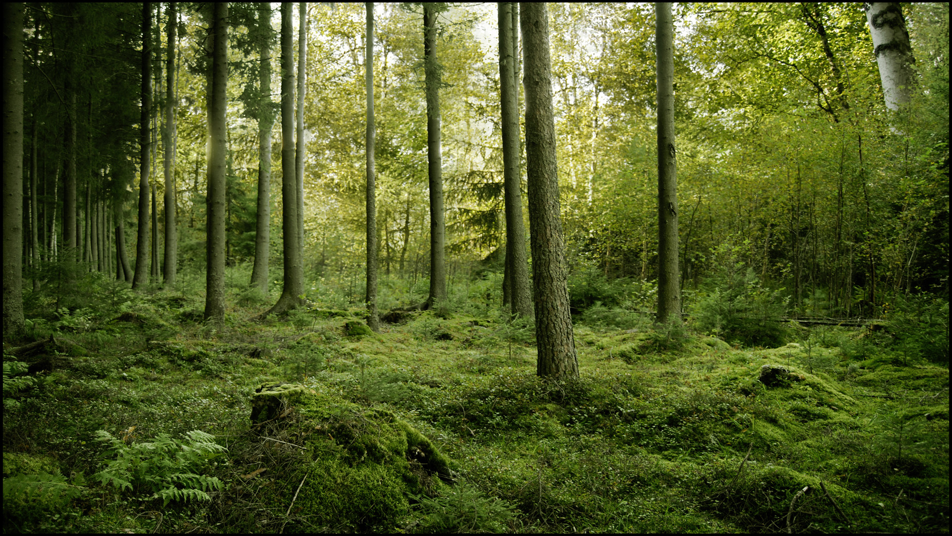 森の壁紙1920x1080,森林,木,森林,自然の風景,自然
