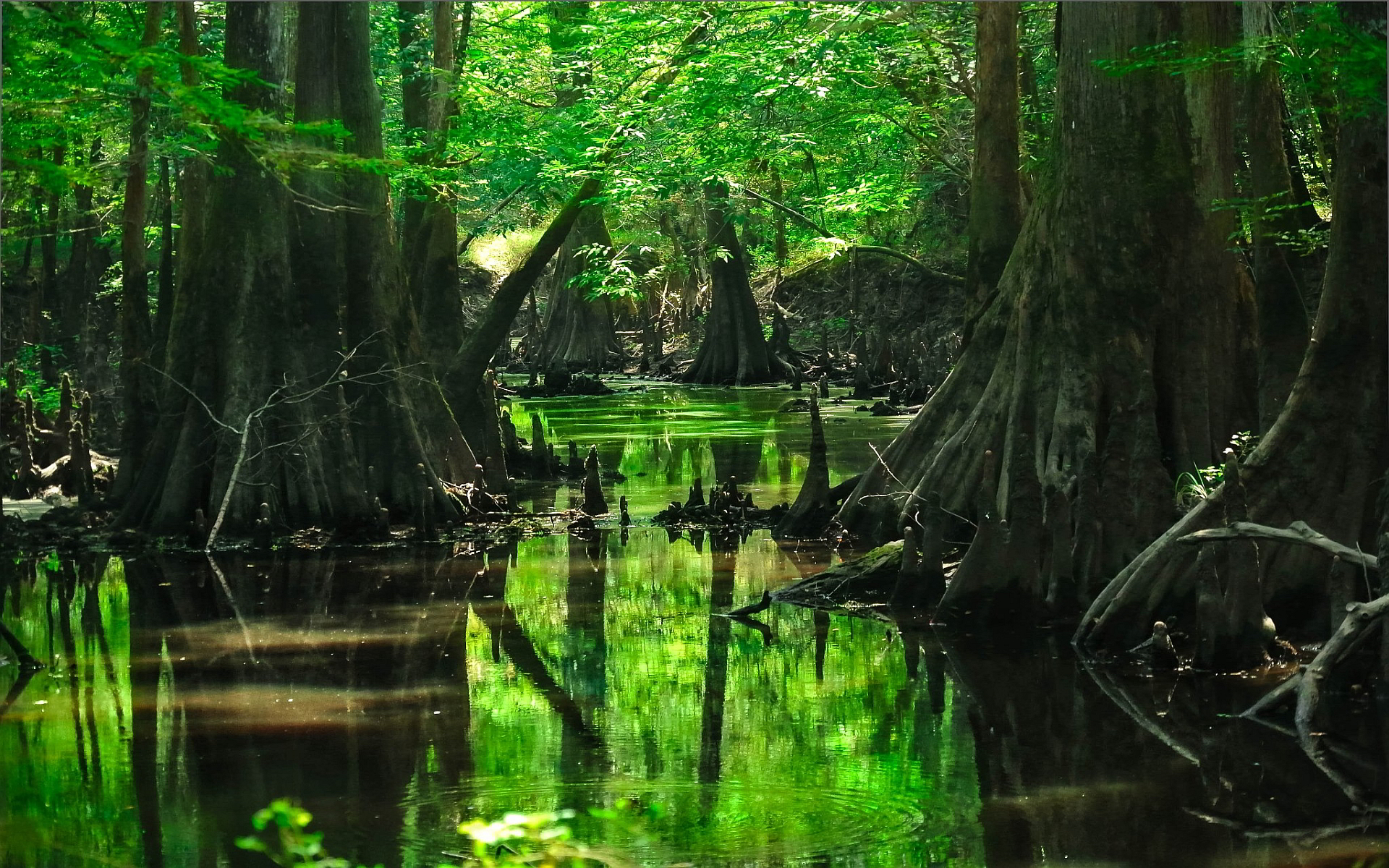 沼の壁紙,自然,自然の風景,森林,沼地,緑