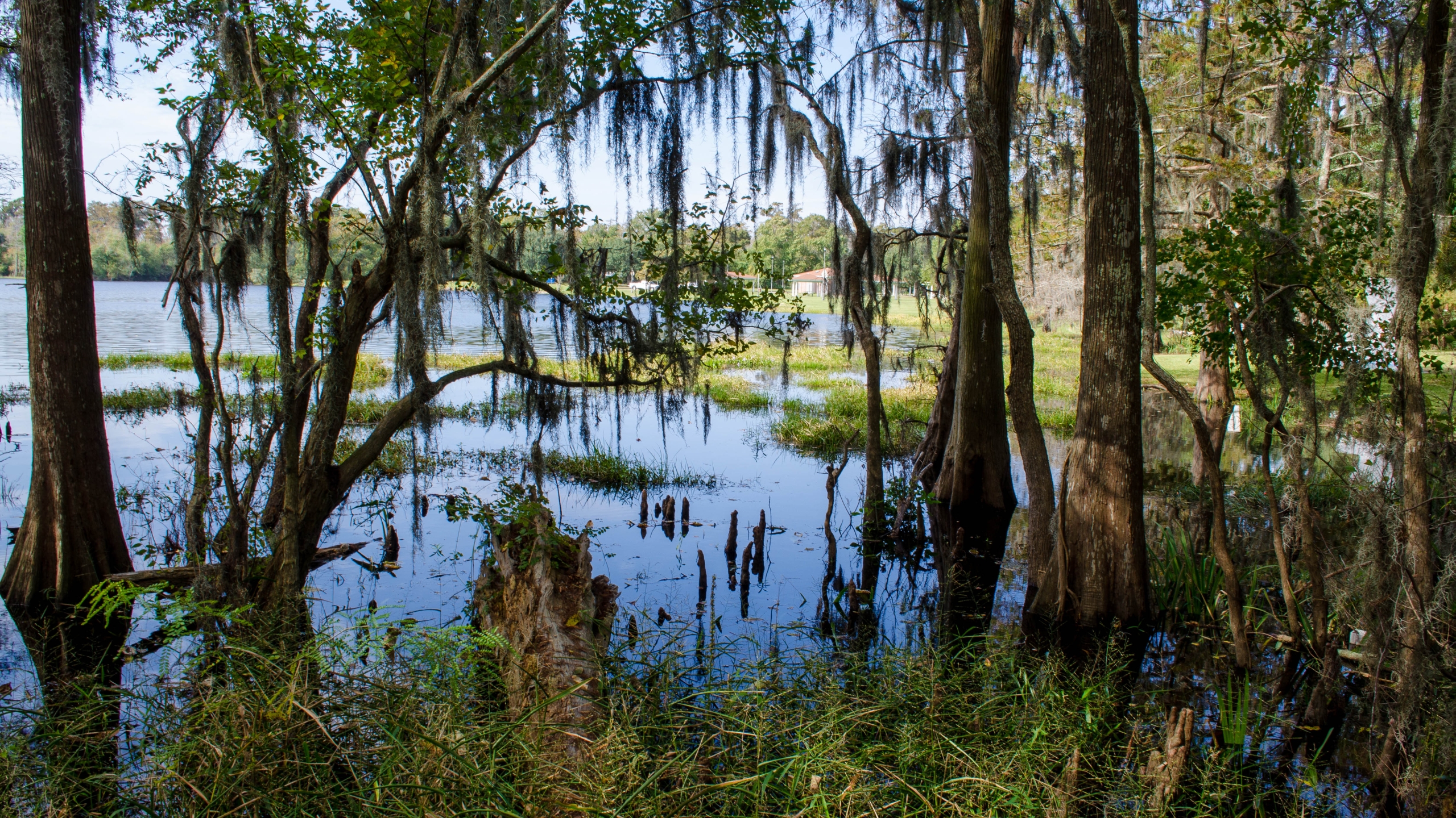 swamp wallpaper,natural landscape,tree,nature,natural environment,nature reserve