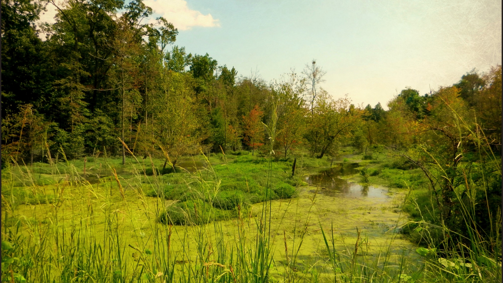 fondo de pantalla de pantano,paisaje natural,naturaleza,árbol