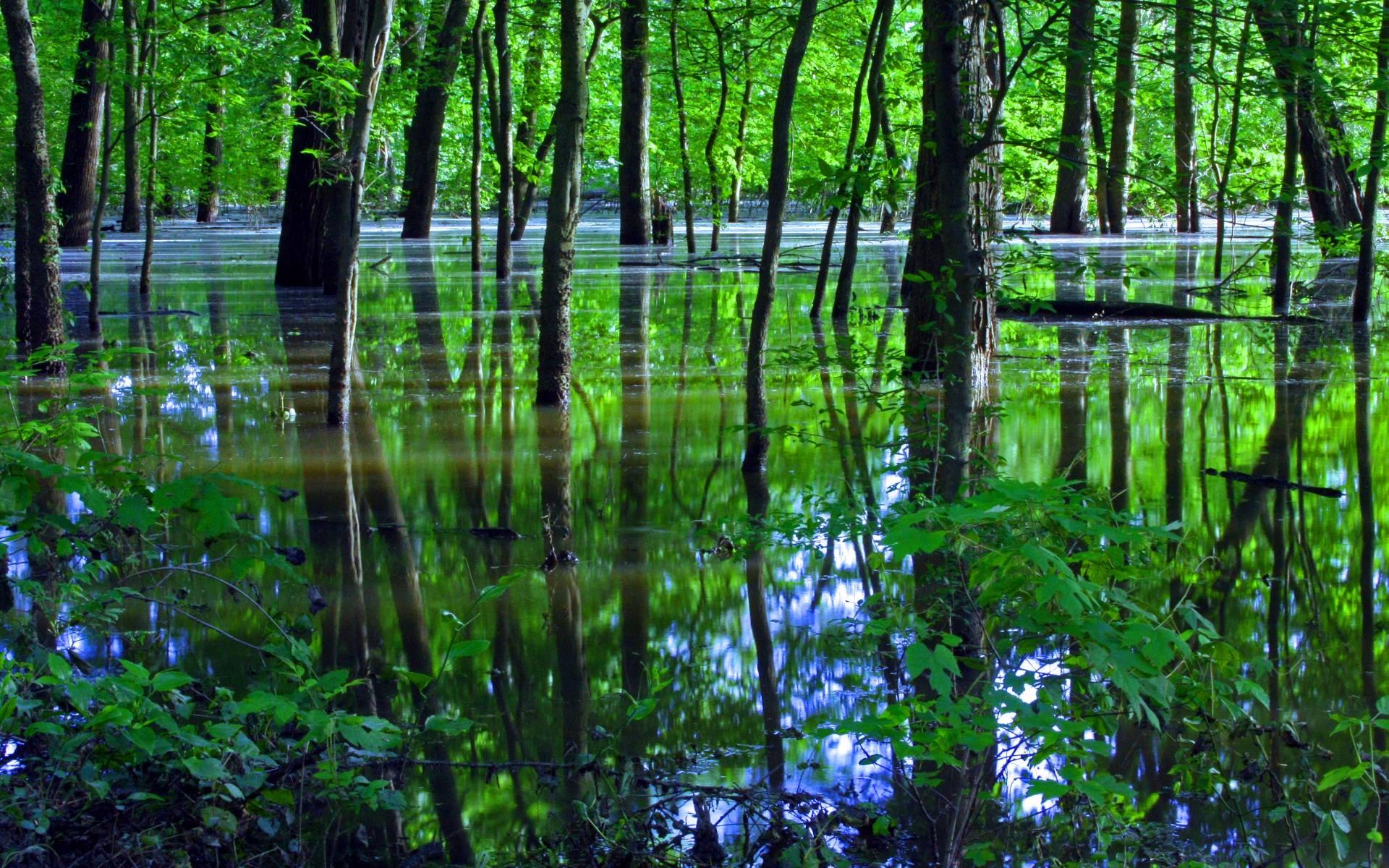 swamp wallpaper,nature,natural landscape,natural environment,reflection,nature reserve