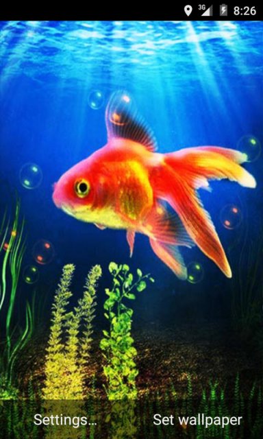 pesce d'oro live wallpaper,pesce,pesce,pesce rosso,biologia marina,pesce alimentatore