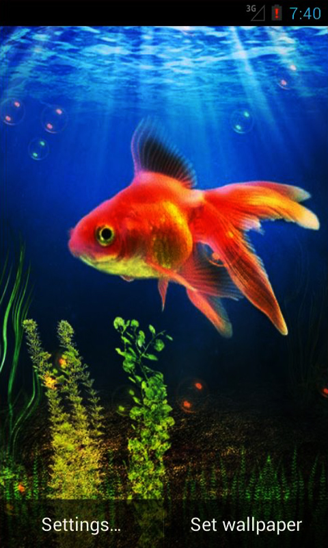 gold fish live wallpaper,fish,fish,goldfish,marine biology,feeder fish
