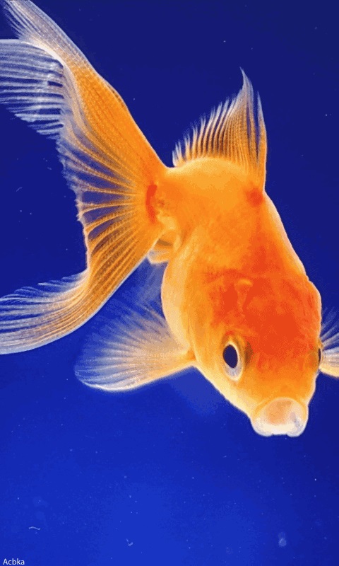 gold fish live wallpaper,vertebrate,fish,fish,goldfish,fin