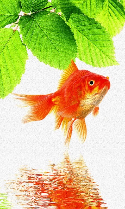 peces de oro de pantalla en vivo,pez,pez de colores,pez alimentador,pez,pez huesudo