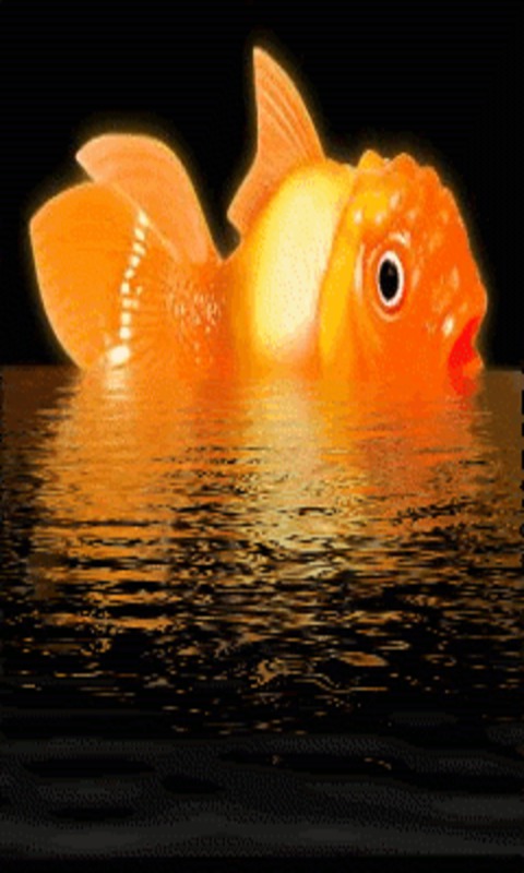 gold fish live wallpaper,fish,goldfish,fish,water,organism