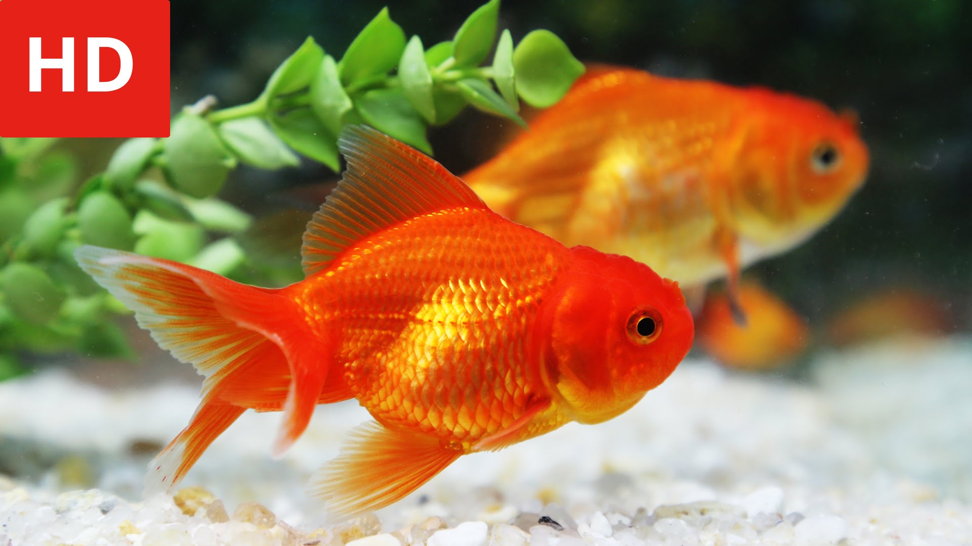 gold fish live wallpaper,fish,vertebrate,fish,marine biology,goldfish