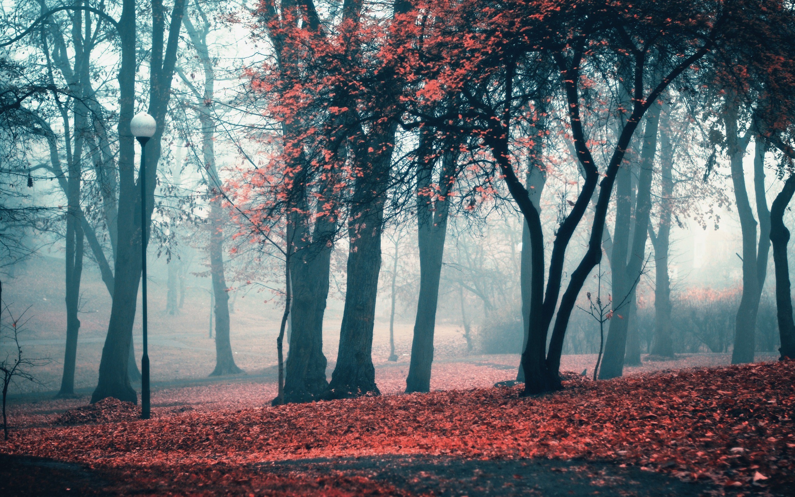 fond d'écran étrange,arbre,paysage naturel,la nature,forêt,des bois