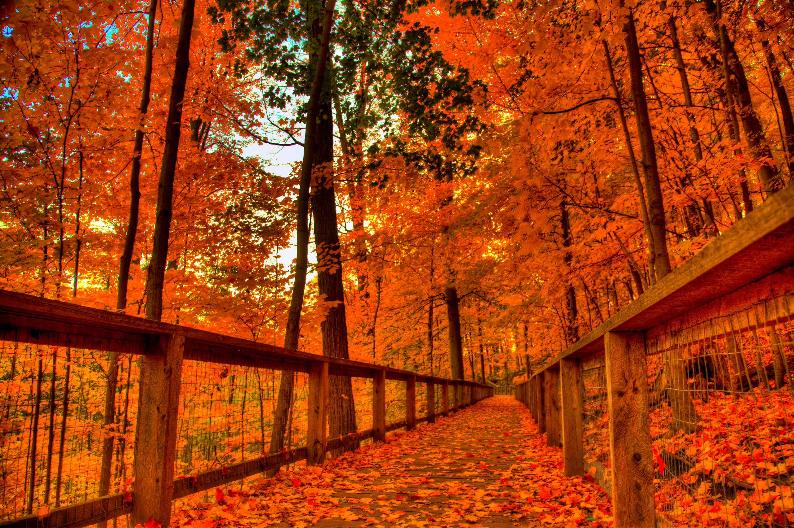 fall halloween wallpaper,tree,nature,leaf,natural landscape,autumn