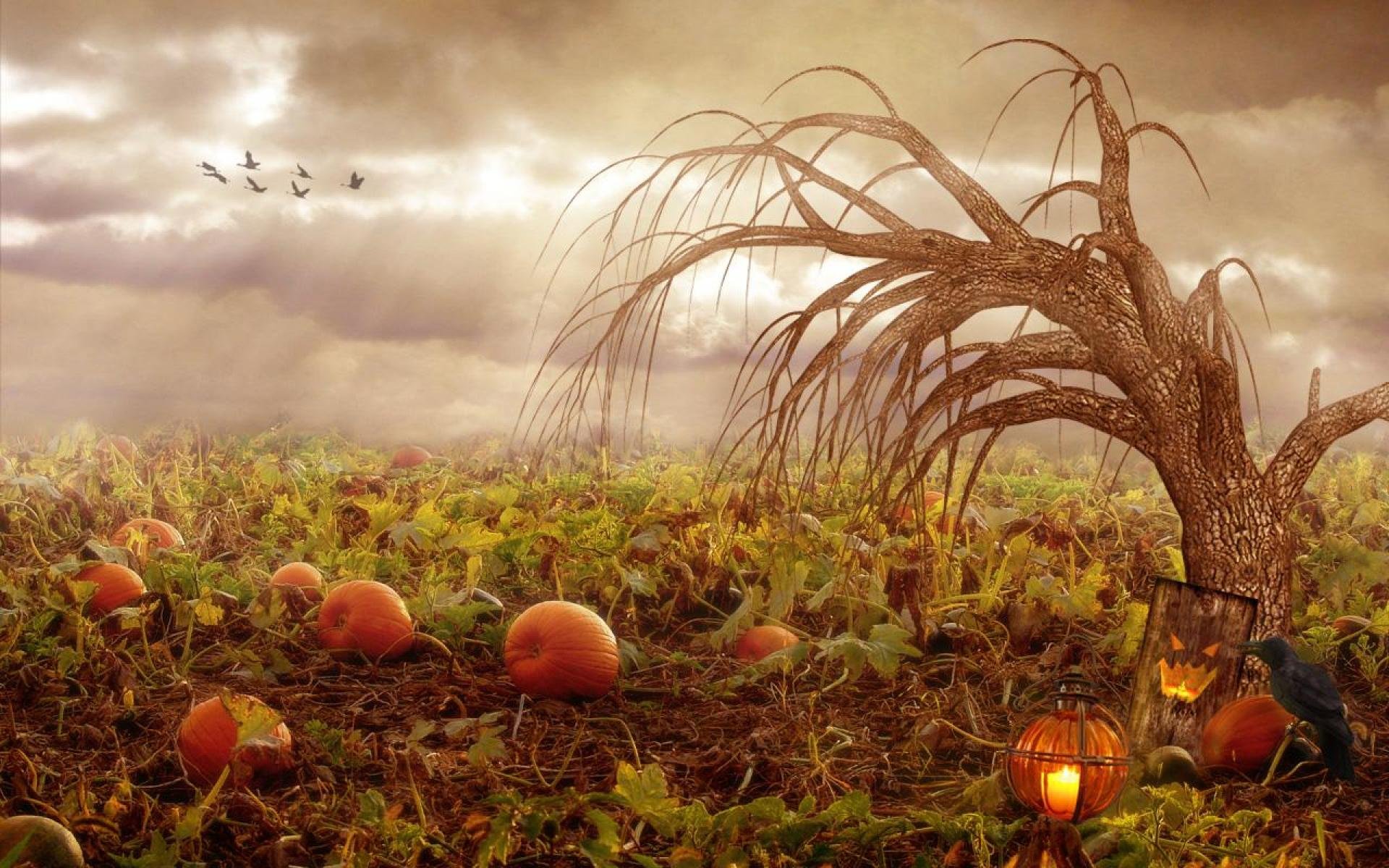 秋のハロウィーンの壁紙,自然の風景,草,工場,かぼちゃ,風景