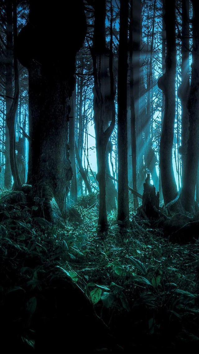 fondo de pantalla de iphone espeluznante,naturaleza,bosque,oscuridad,bosque de crecimiento antiguo,árbol