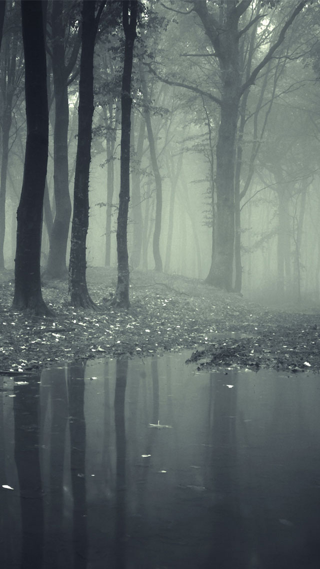 不気味なiphoneの壁紙,自然,自然の風景,霧,靄,木
