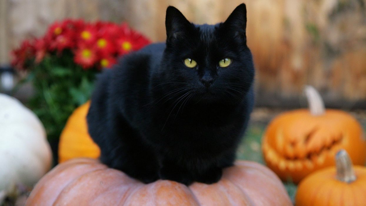 gato de halloween fondo de pantalla,gato,gato negro,gatos pequeños a medianos,felidae,calabaza