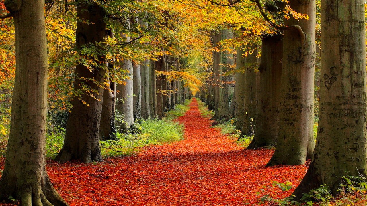 carta da parati horror android,albero,paesaggio naturale,natura,foglia,autunno