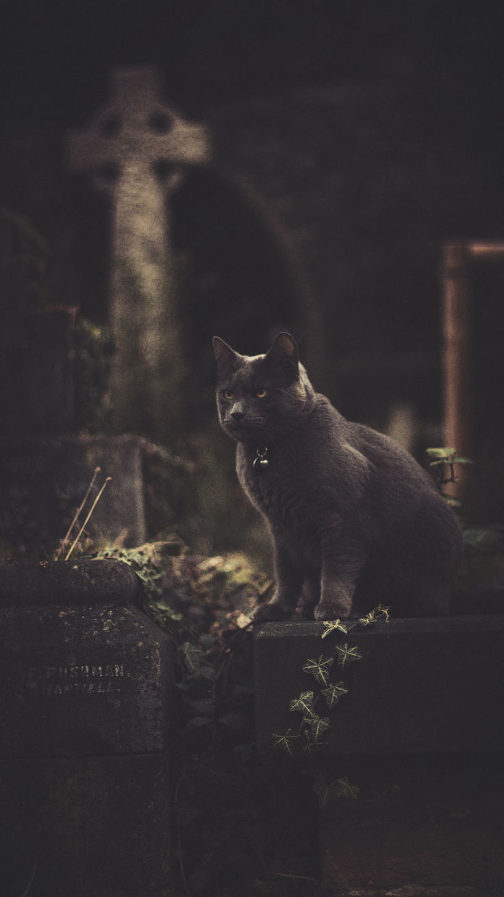 spooky iphone wallpaper,cat,felidae,whiskers,small to medium sized cats,wildlife