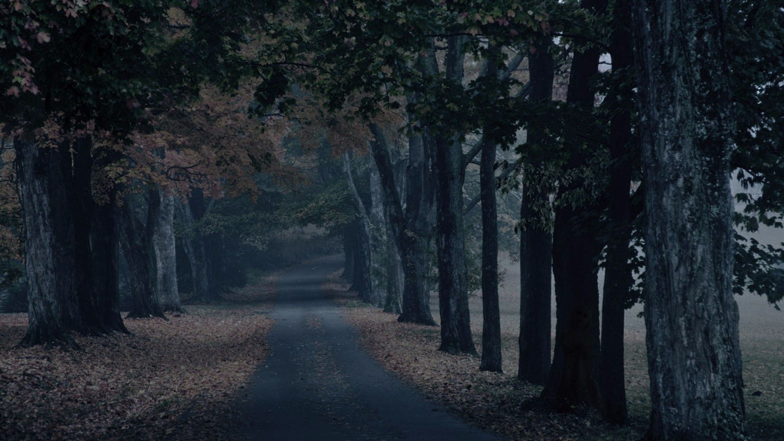 ホラーおやすみ壁紙,木,自然,森林,自然の風景,森林