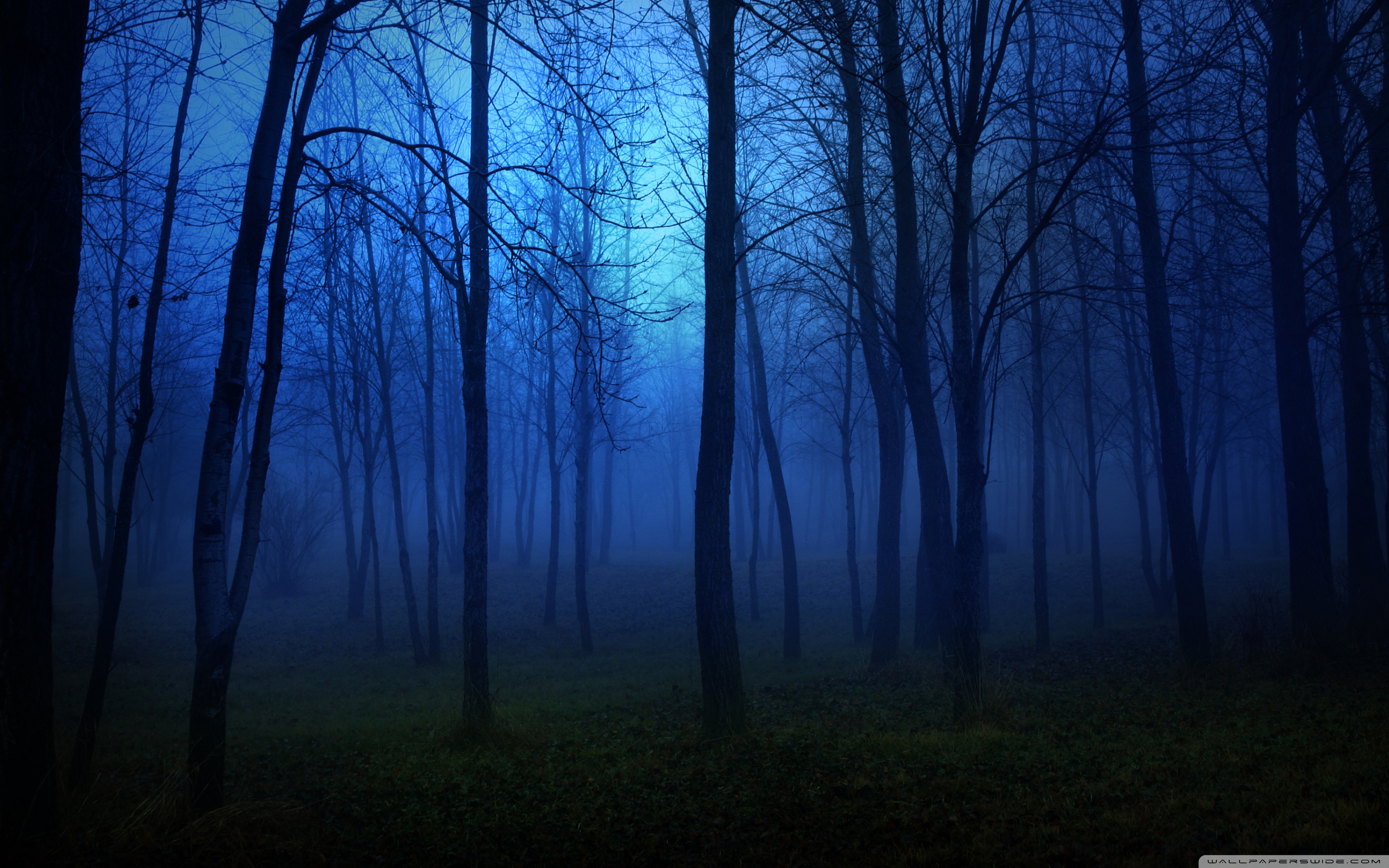 creepy forest wallpaper,blue,natural landscape,nature,sky,tree
