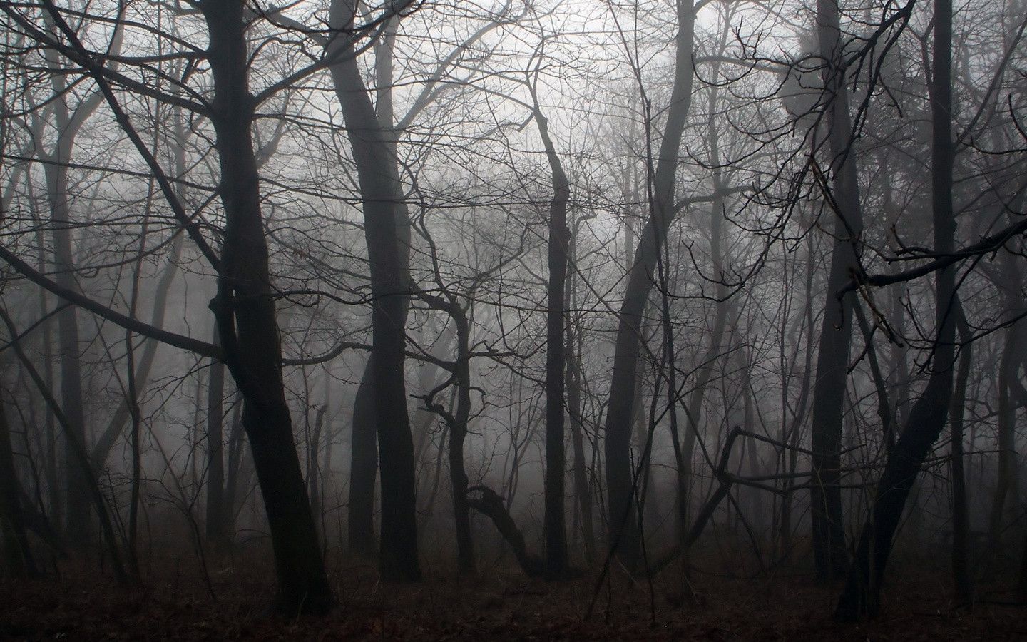 fond d'écran forêt effrayante,arbre,la nature,forêt,des bois,brouillard