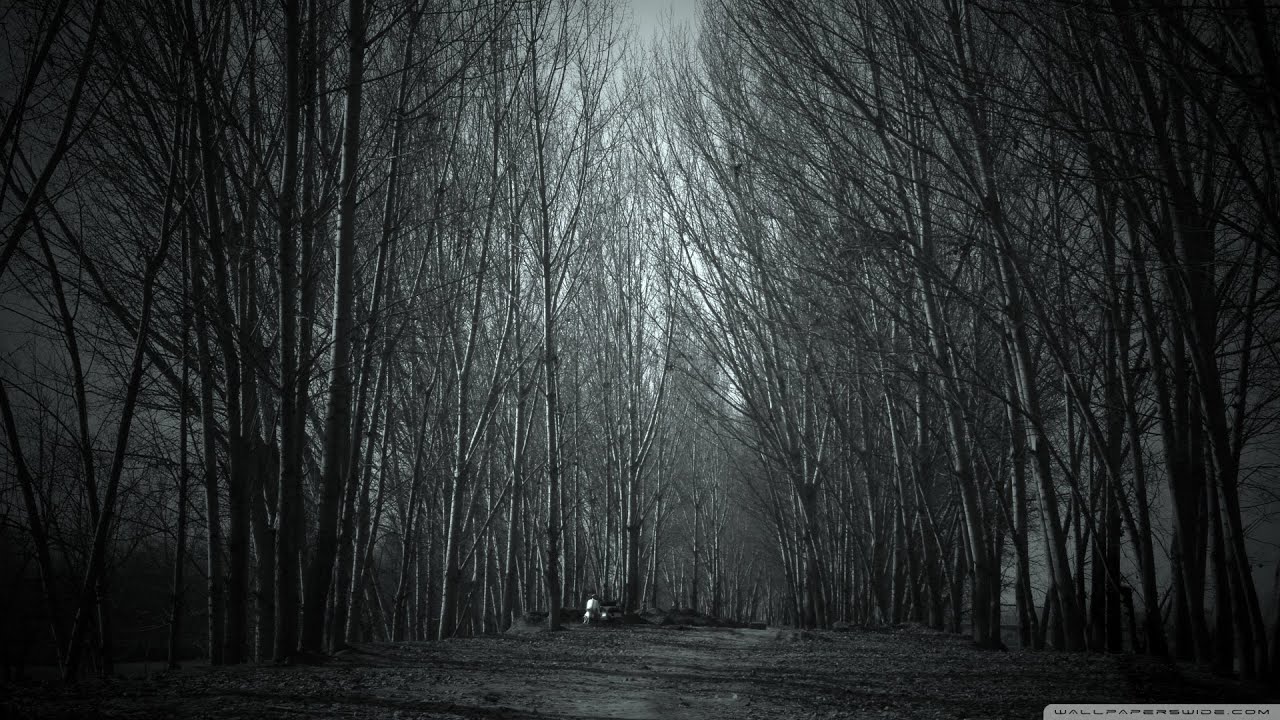 papel pintado espeluznante del bosque,árbol,naturaleza,negro,en blanco y negro,paisaje natural