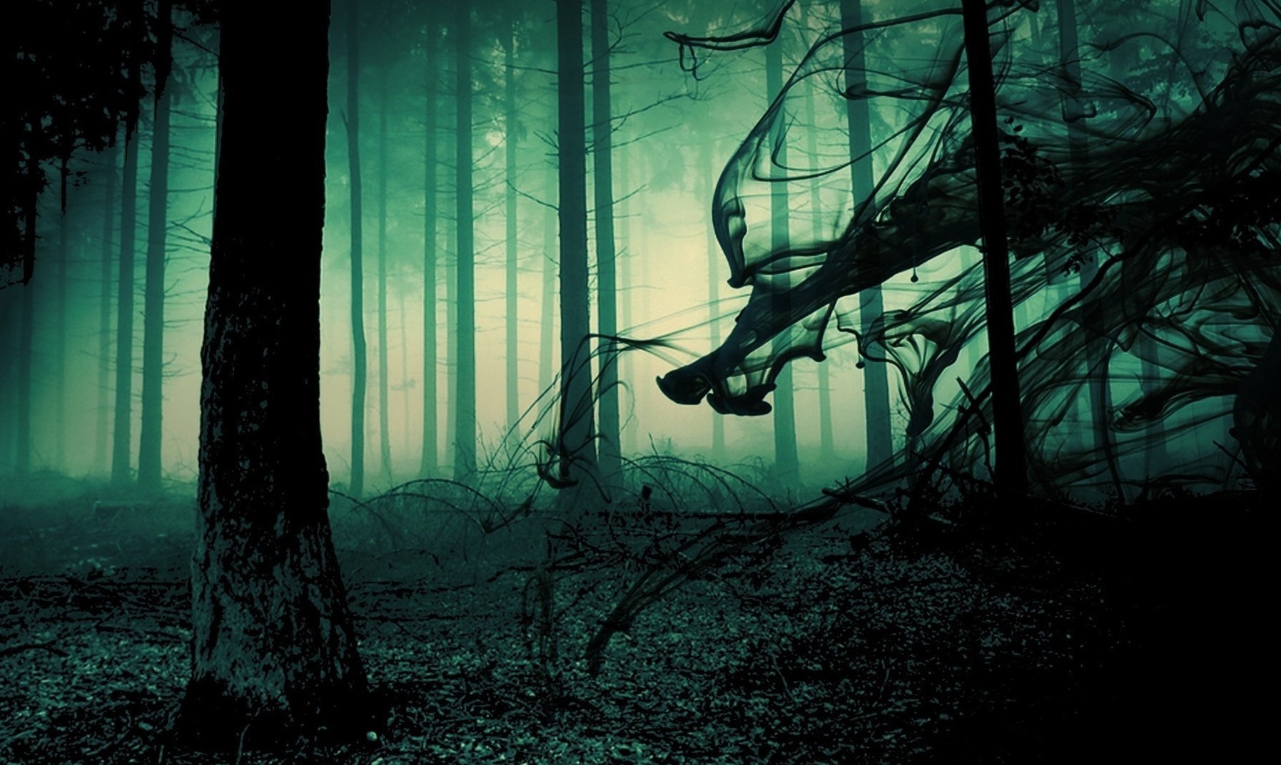 creepy forest wallpaper,forest,nature,natural environment,tree,old growth forest
