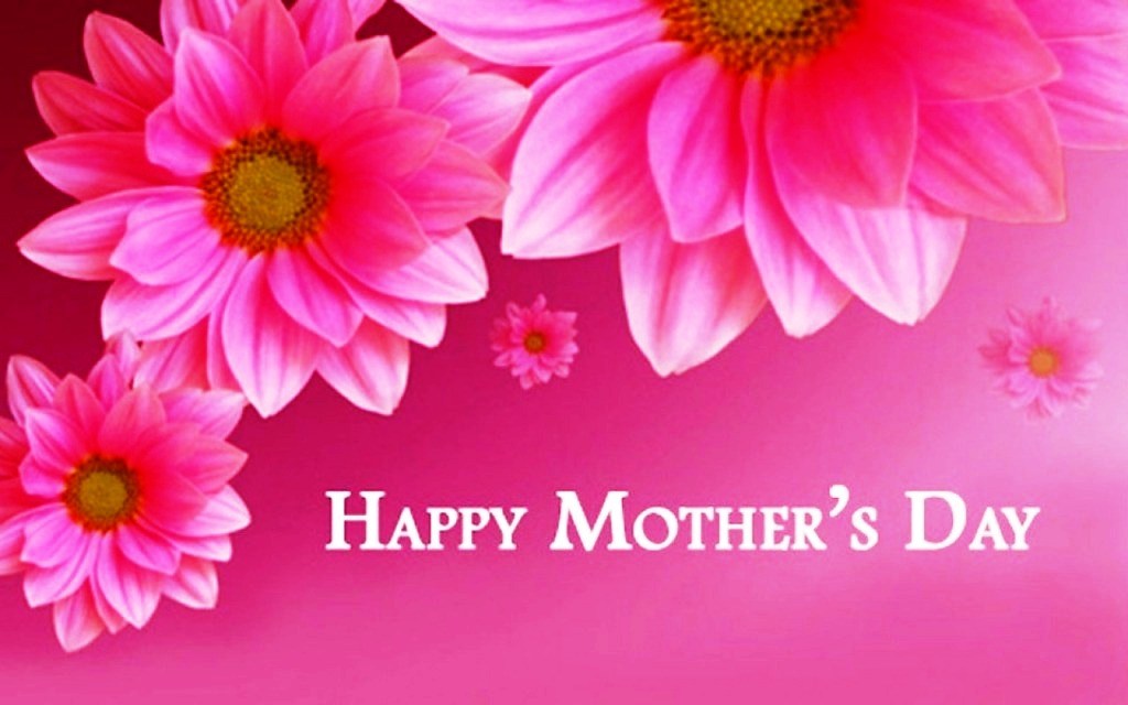 mothers wallpaper free download,flower,petal,barberton daisy,gerbera,pink