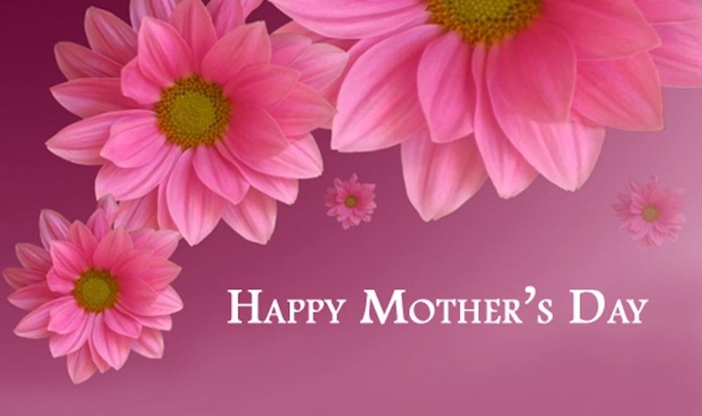 mothers day wallpaper download,pink,petal,flower,text,barberton daisy