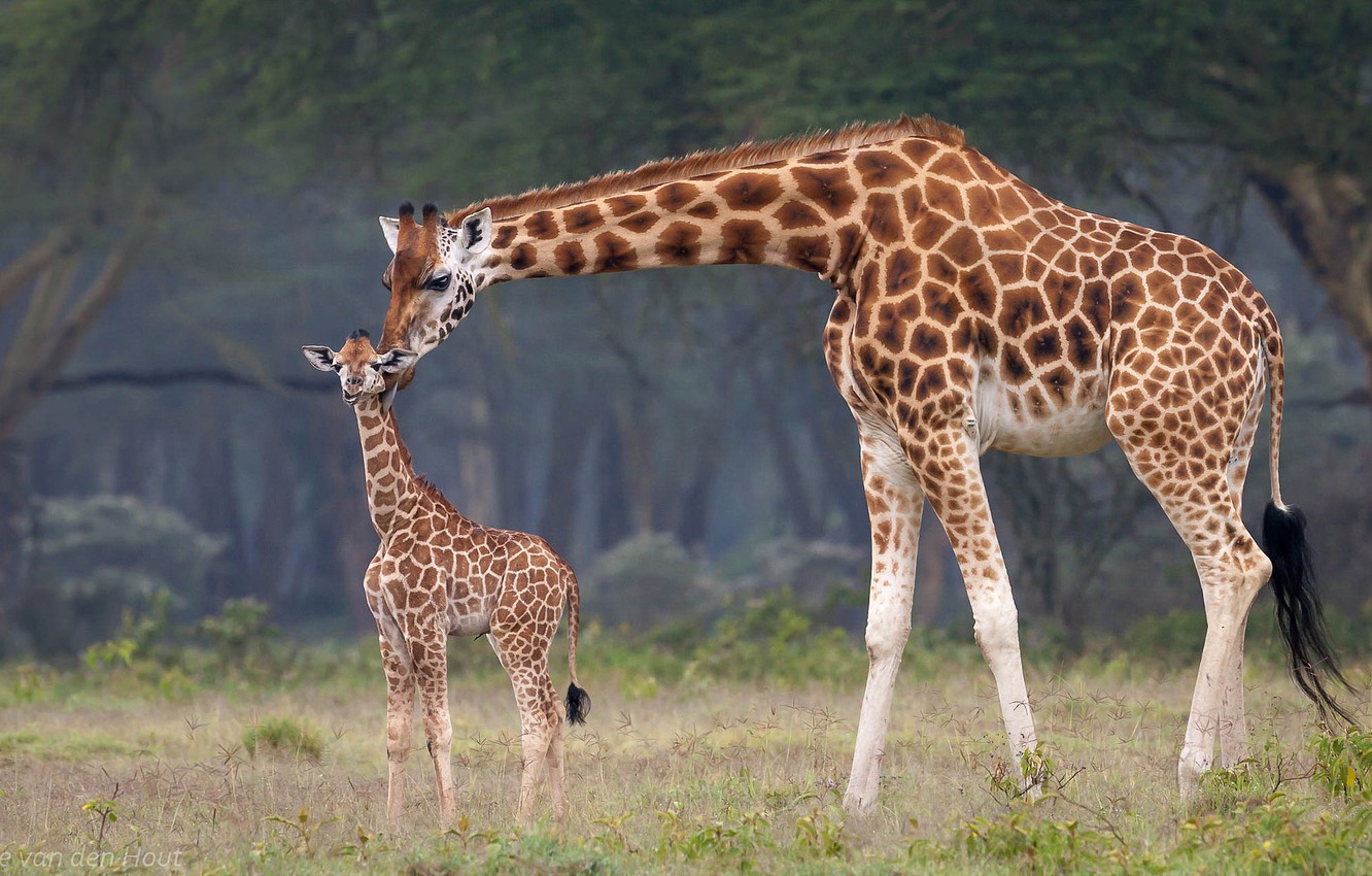papier peint maman et bébé,animal terrestre,girafe,giraffidae,faune,prairie