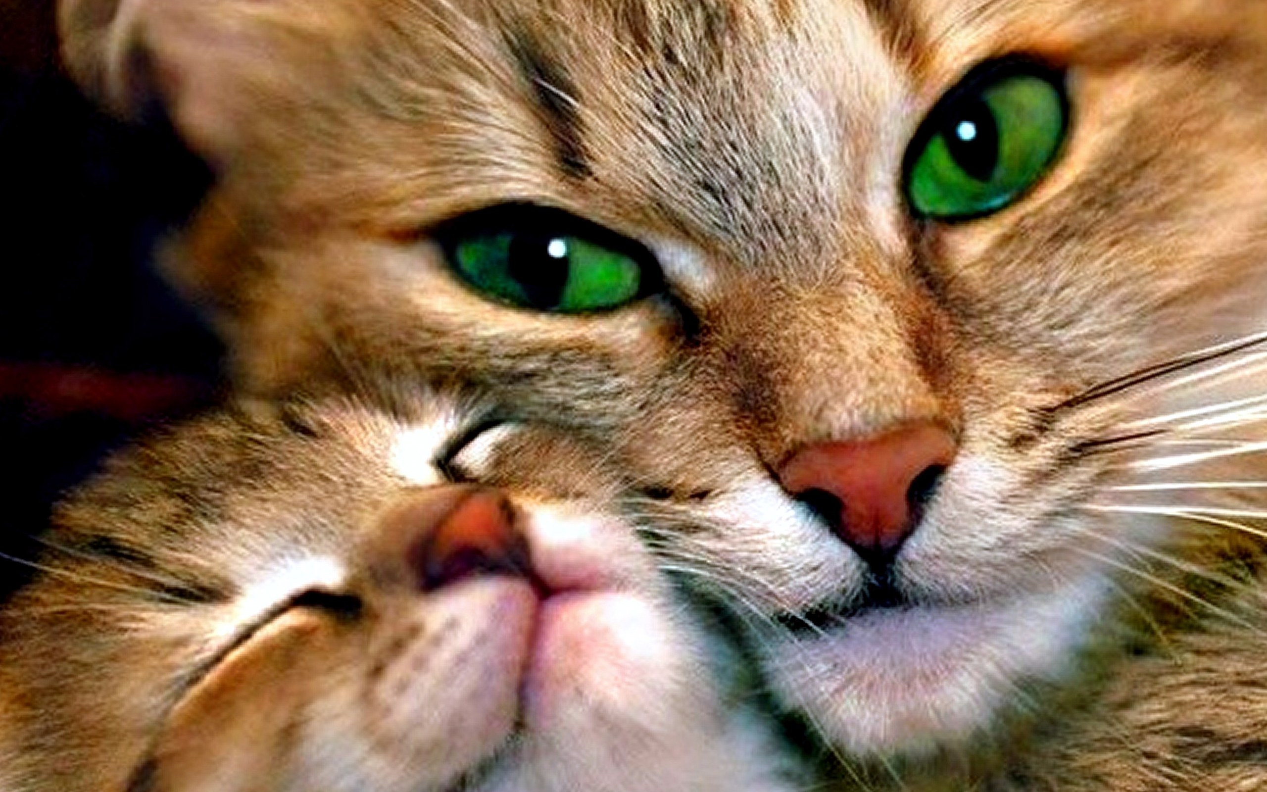 fondo de pantalla de mamá y bebé,gato,bigotes,gatos pequeños a medianos,felidae,de cerca