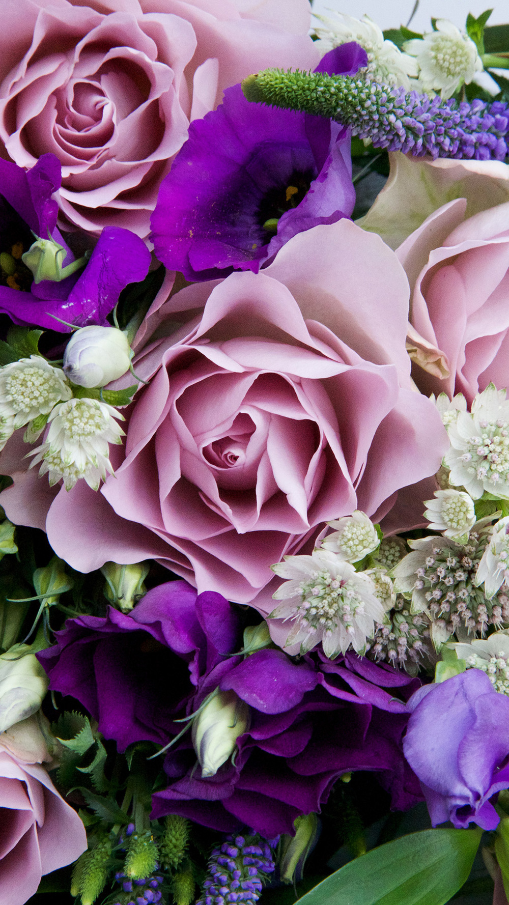 free mothers day wallpaper,flower,purple,garden roses,violet,petal